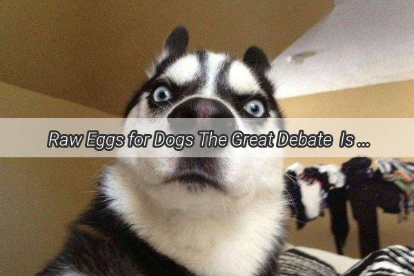 Raw Eggs for Dogs The Great Debate  Is It Safe or Just a Scrambled Mess